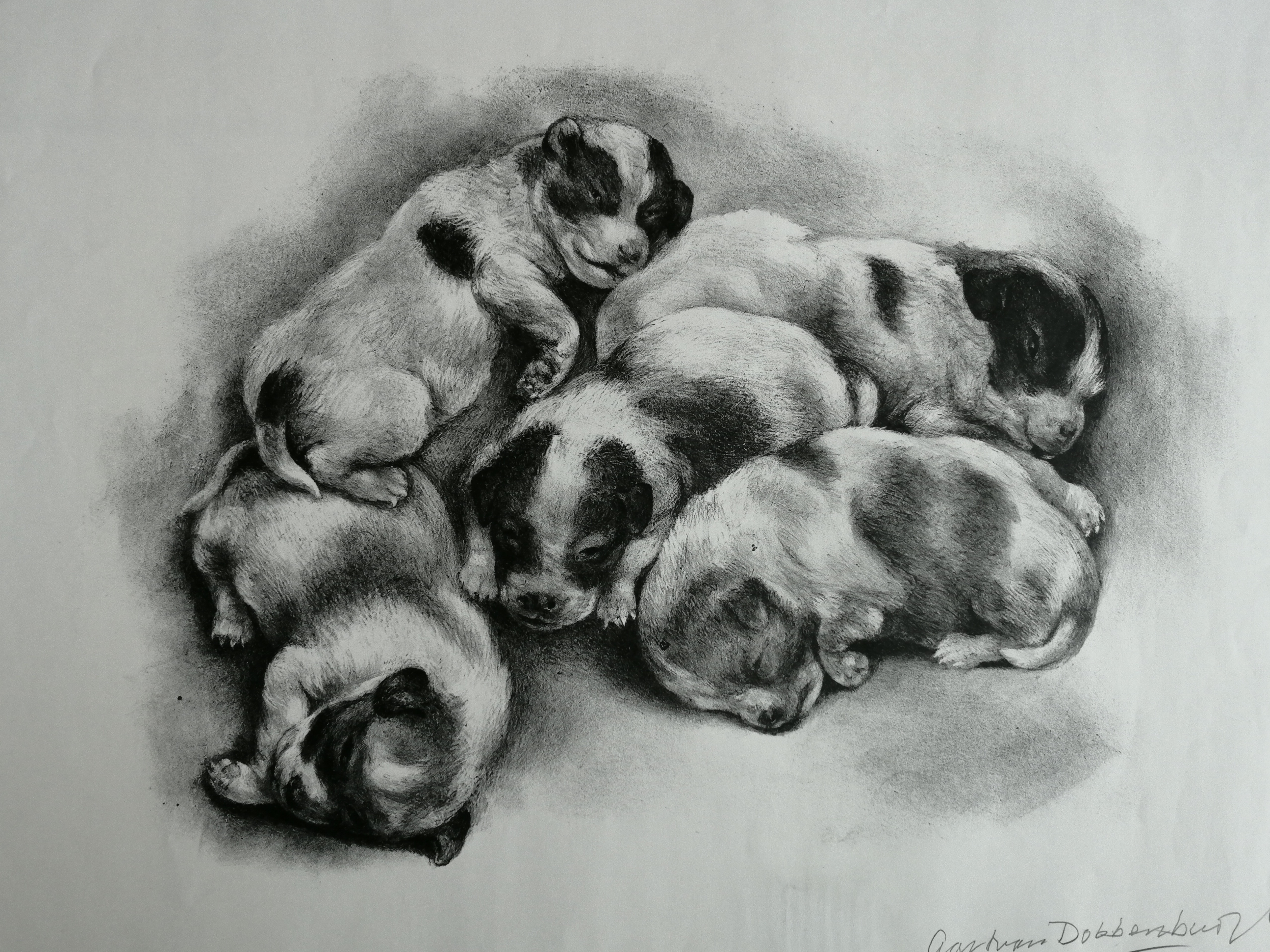 Aart van Dobbenburgh - Vijf hondenpuppies kopen? Bied vanaf 20!
