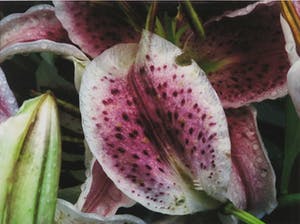 Bert Houweling - Foto, Lelie 45 - Ingelijst kopen? Bied vanaf 10!