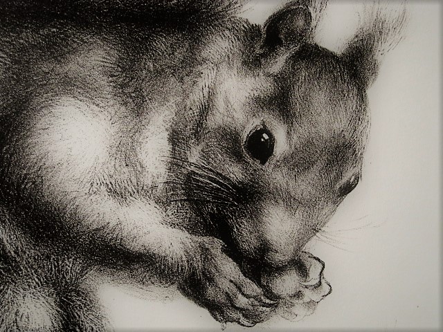 Aart van Dobbenburgh - Groot realistisch Litho "Eekhoorn op boomtak" gesigneerd 1962 kopen? Bied vanaf 1!