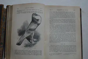 Antiquarisch Boek - Charles Darwin; The variation of animals and plants. In 2 delen compleet! kopen? Bied vanaf 150!