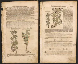 Adam Lonitzer - Handgekleurde houtsnede, Twee pagina's uit het Kräuterbuch kopen? Bied vanaf 1!