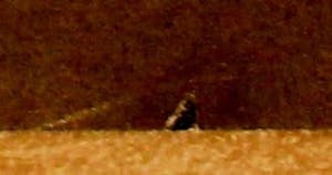 Kumi Sugai - Zeefdruk: Archiv II kopen? Bied vanaf 110!