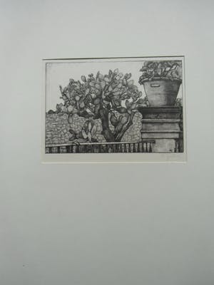 Anna Egter van Wissekerke - EUCALYPTUS PLANTEN kopen? Bied vanaf 30!