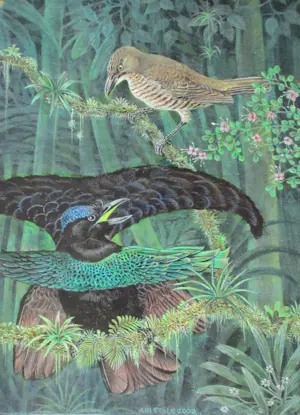 Ari Stolk - Ari Stolk - Kraagparadijsvogel - Lophornia Superba ♀ + ♂ kopen? Bied vanaf 195!