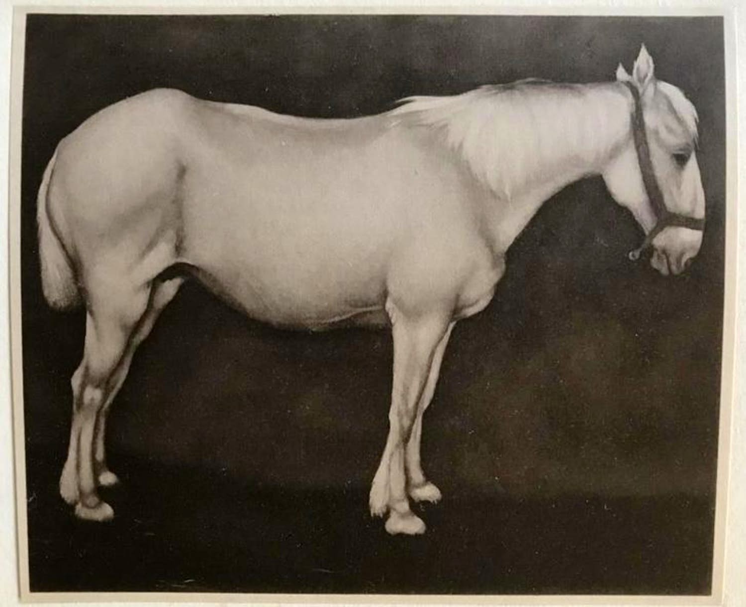 Jan Mankes - Originele Heliogravure Wit Paard 1923 kopen? Bied vanaf 1!