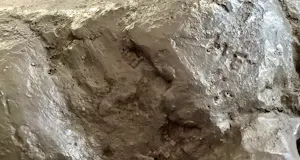 Ger Lataster - Paard kopen? Bied vanaf 975!