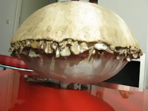 Iet Cool-Schoorl - Keramieke zwam kopen? Bied vanaf 90!