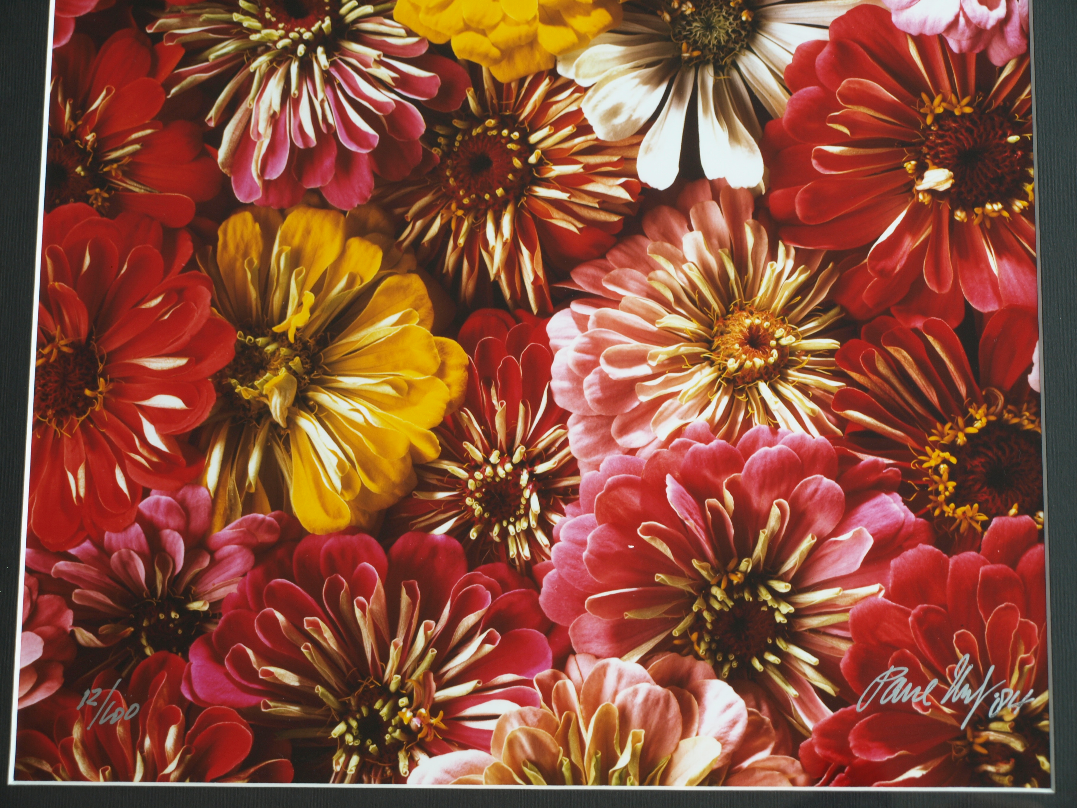 Paul Huf - Foto - Flowers – gesigneerd & ingelijst - 1984  kopen? Bied vanaf 125!