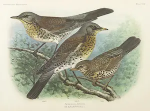 Eduard Daniël van Oort - Chromolitho, Lot van vier voorstellingen uit 'De Vogels van Nederland' kopen? Bied vanaf 1!