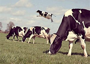 Mr. Strange - Toutes les vaches ne broutent pas ! kopen? Bied vanaf 50!