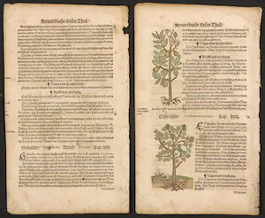 Adam Lonitzer - Handgekleurde houtsnede, Twee pagina's uit het Kräuterbuch kopen? Bied vanaf 1!