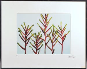 Paul Huf - Foto, Groei - Ingelijst kopen? Bied vanaf 1!