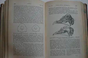 Antiquarisch Boek - Charles Darwin; The variation of animals and plants. In 2 delen compleet! kopen? Bied vanaf 150!