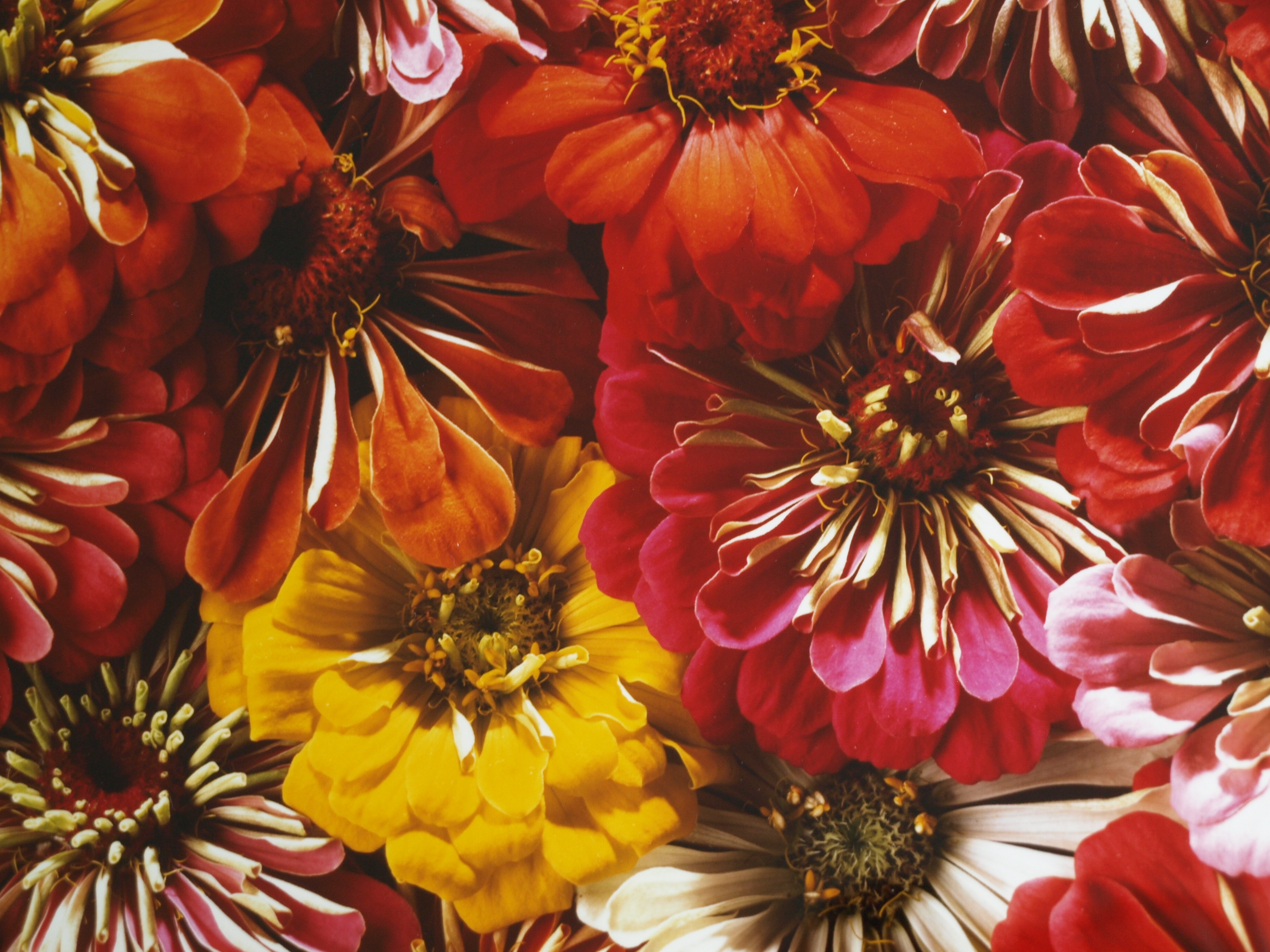 Paul Huf - Foto , Flowers , Bloemen – gesigneerd & ingelijst - 1984 - 60 x 50 cm kopen? Bied vanaf 75!