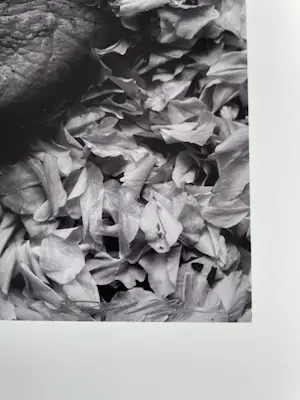 Paul Blanca - Mama kopen? Bied vanaf 150!