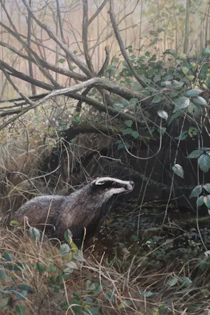 Pieter Verstappen - Das in de natuur kopen? Bied vanaf 400!