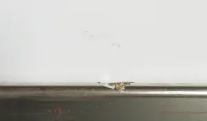 Nico Molenkamp - Zeefdruk, Vogel - Ingelijst (Groot) kopen? Bied vanaf 1!