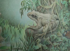 Marcel Bierenbroodspot - verliefde kikkers kopen? Bied vanaf 50!