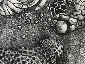 Theo van Hoytema - Leguaan, zittend op een steen in het water kopen? Bied vanaf 40!