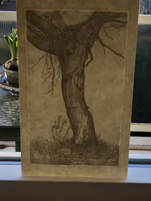 Pieter Dupont - Knotwilg kopen? Bied vanaf 50!