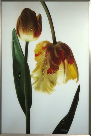 Paul Huf - C-Print, Tulpen om en om - Ingelijst (Groot) kopen? Bied vanaf 1!