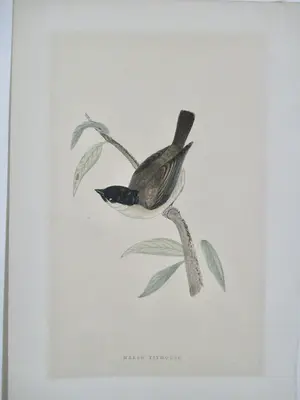 Niet of onleesbaar gesigneerd - 19 diverse vogelvoorstellingen kopen? Bied vanaf 1!