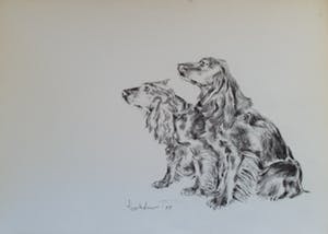 Andre Tigchelaar - Spaniels kopen? Bied vanaf 20!