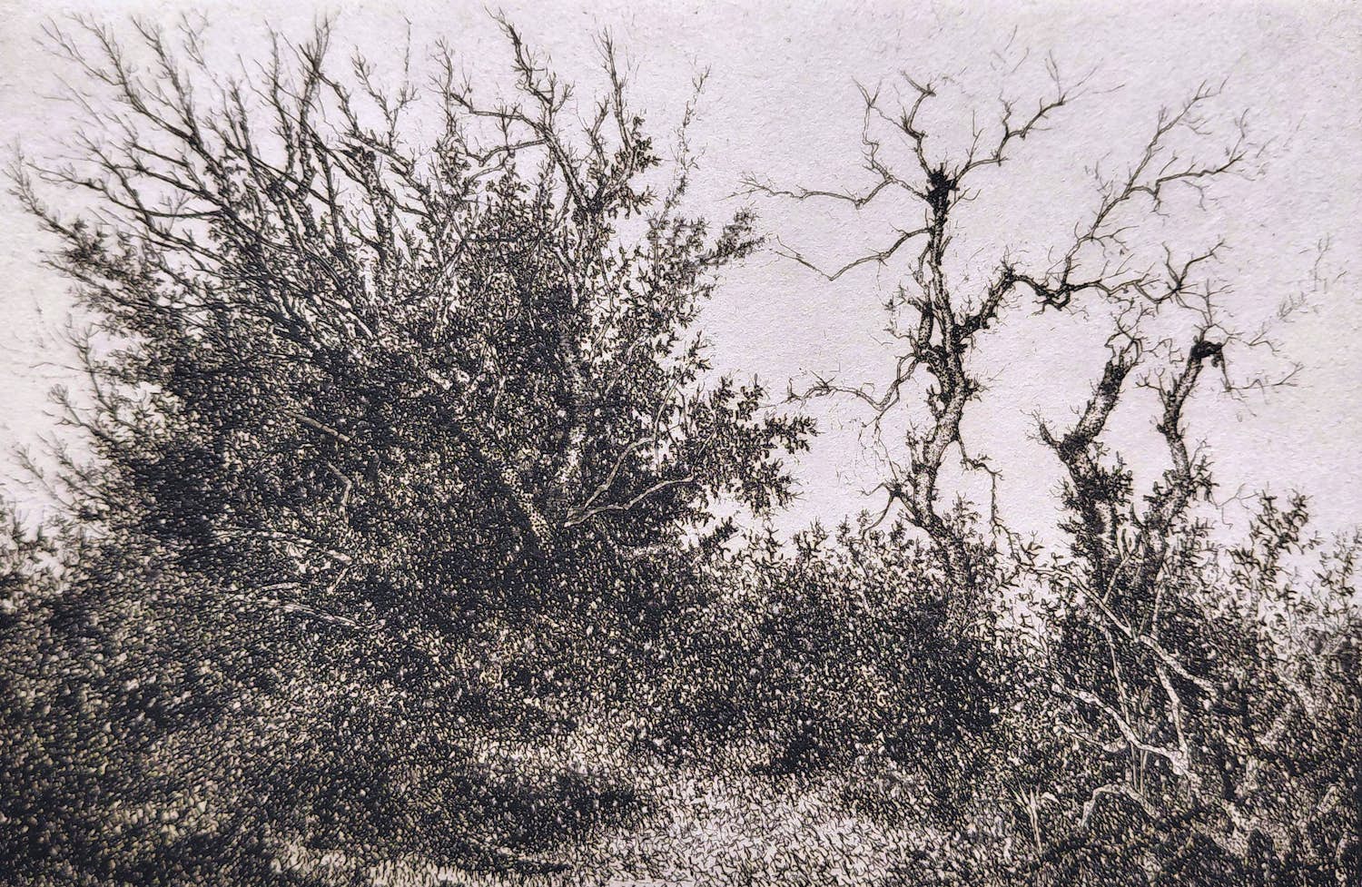 Willem Minderman - Struiken, ets kopen? Bied vanaf 45!