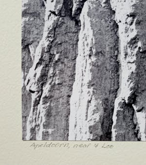 Norbert Buchsbaum - Apeldoorn, near ‘t Loo, gelatinezilverdruk (groot) kopen? Bied vanaf 1!