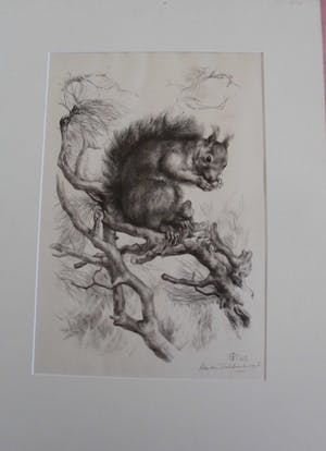 Aart van Dobbenburgh - Groot realistisch Litho "Eekhoorn op boomtak" gesigneerd 1962 kopen? Bied vanaf 40!