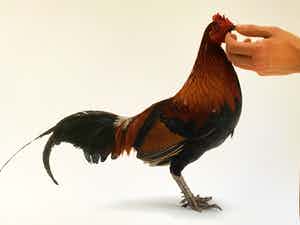 Koen Vanmechelen - Feeding Chicken verkocht voor € 400!