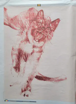 Anouk Griffioen - Kitten kopen? Bied vanaf 90!