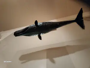 Harro Nikkels - Potvis kopen? Bied vanaf 7000!