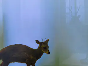AcheterPaul den Hollander - Originele silverprint kleuren foto "reflection of a deer" ingelijst -zonder glas? Enchérissez de 60!
