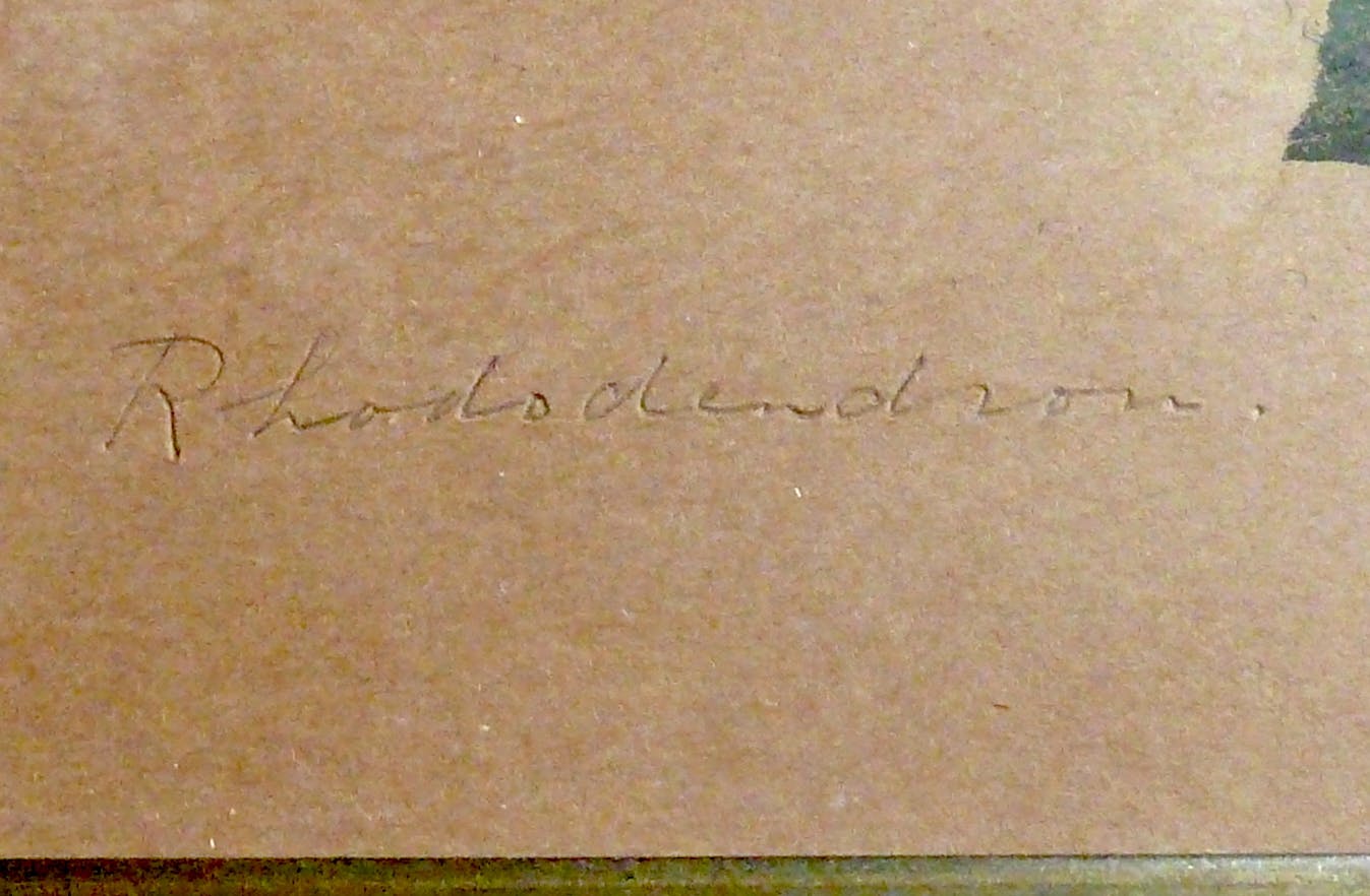 Aart van Dobbenburgh - Rhododendron kopen? Bied vanaf 40!