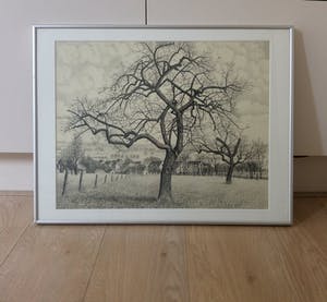 Toine Corstjens - Hoogstam kopen? Bied vanaf 195!