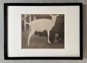 Jan Mankes - Originele Heliogravure Jonge Witte Geit 1923 kopen? Bied vanaf 150!