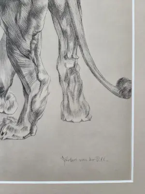Herbert van der Poll - Leeuw. Litho. kaufen? Bieten Sie von 44!