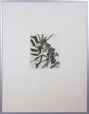 Niet of onleesbaar gesigneerd - Lot van twee etsen, Planten - Ingelijst kopen? Bied vanaf 1!