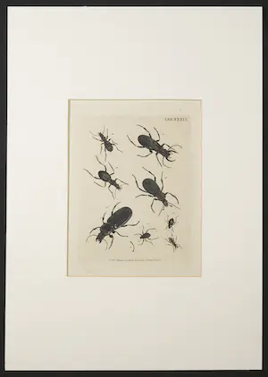 Christian F. Carl Kleemann - Handgekleurde gravure, uit: Catalogus Systematicus Coleopterorum (...) kopen? Bied vanaf 40!