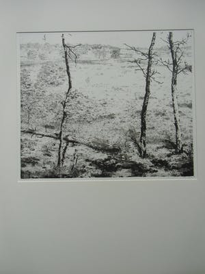 Reinder Homan - DRIE DENNEN kopen? Bied vanaf 70!