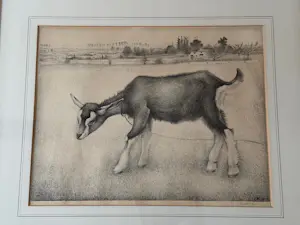 Jan Wittenberg - Geitje kopen? Bied vanaf 75!