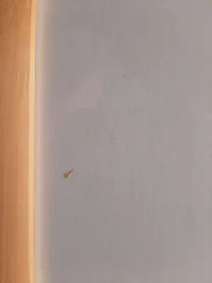 Helen van der Deen - Ets/Aquatint, Titel, " trampoline ". kopen? Bied vanaf 35!