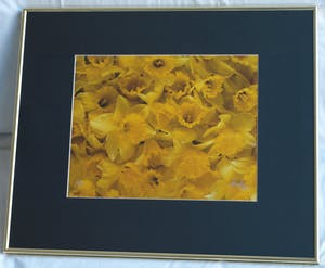 Paul Huf - Foto , Flowers : Gele Narcissen – gesigneerd & ingelijst - 1984 kopen? Bied vanaf 1!