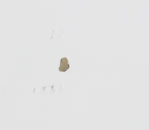 Josi Neuberger - Collage op papier, Zonder titel - Ingelijst kopen? Bied vanaf 1!