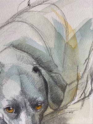 Walty Dudok van Heel - Labrador kopen? Bied vanaf 50!