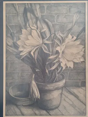 Aart van Dobbenburgh - Plant in bloempot. kopen? Bied vanaf 75!