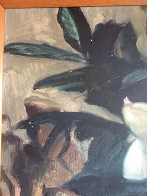 Piet van Wijngaerdt - Witte amaryllis kopen? Bied vanaf 80!