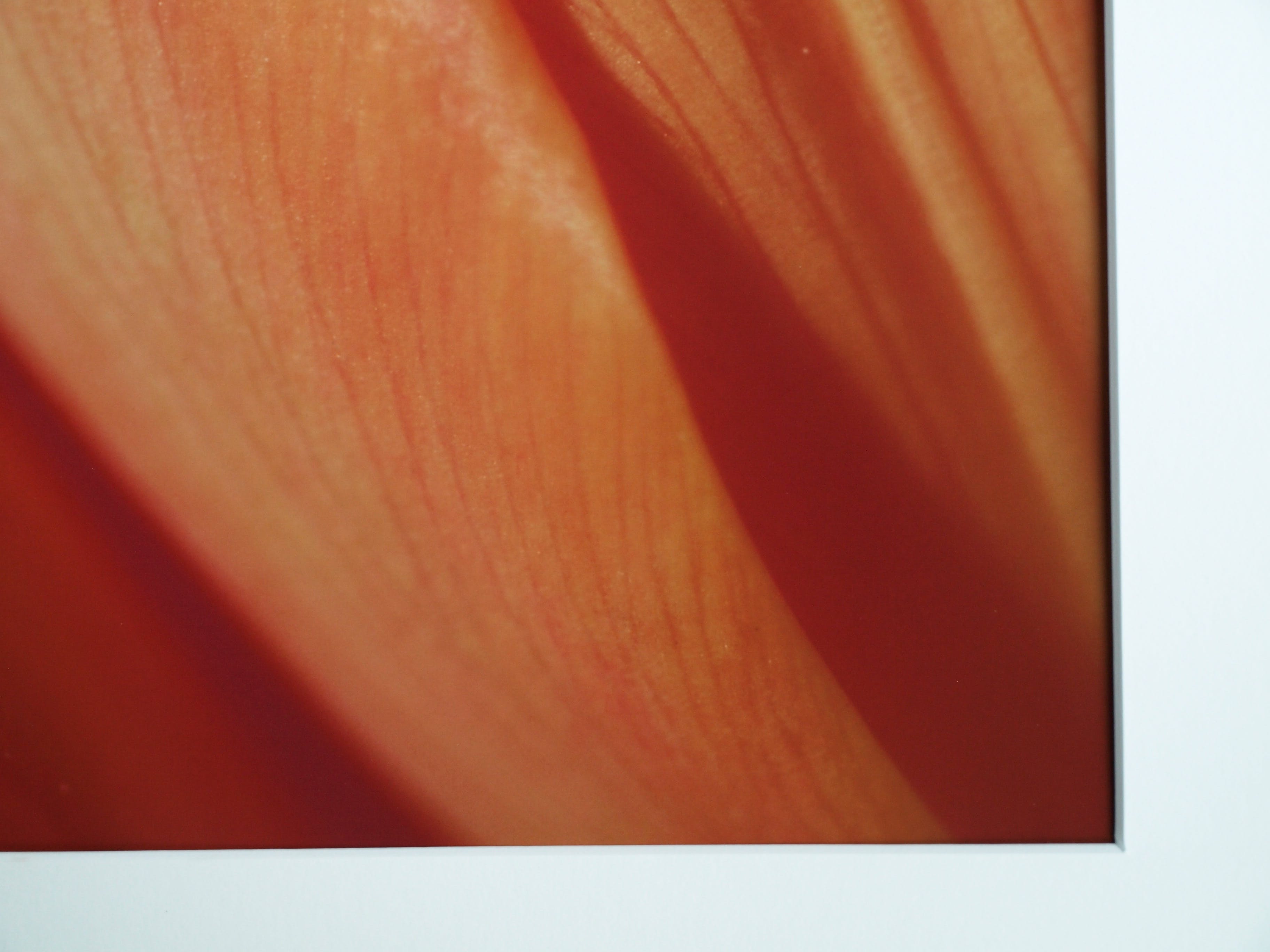 Niet of onleesbaar gesigneerd - Foto , Close-up – ingelijst  kopen? Bied vanaf 1!