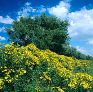 Diederik van Goethem - Noorderplaat Biesbosch kopen? Bied vanaf 695!